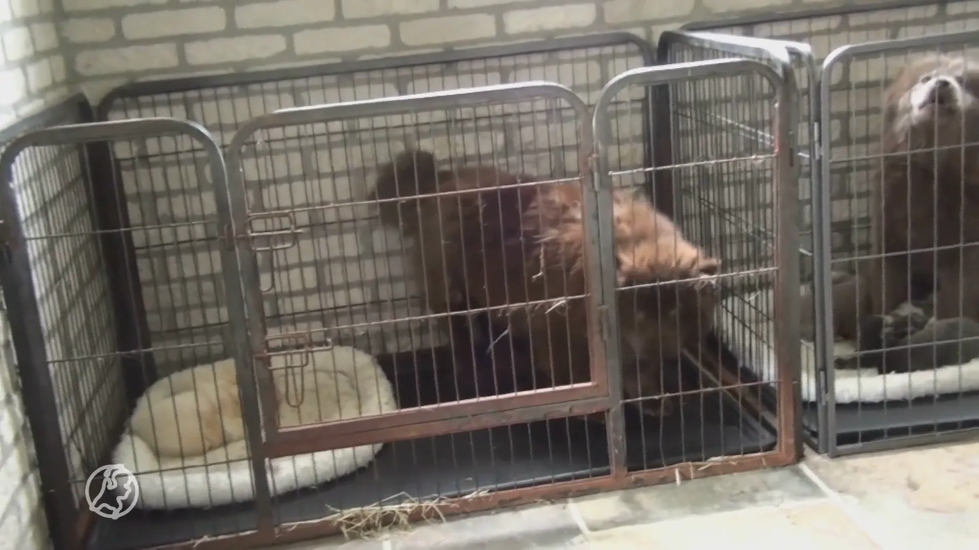 Broodfokker Deurne verstopt bijna 120 honden op verlaten terrein zonder water en voedsel