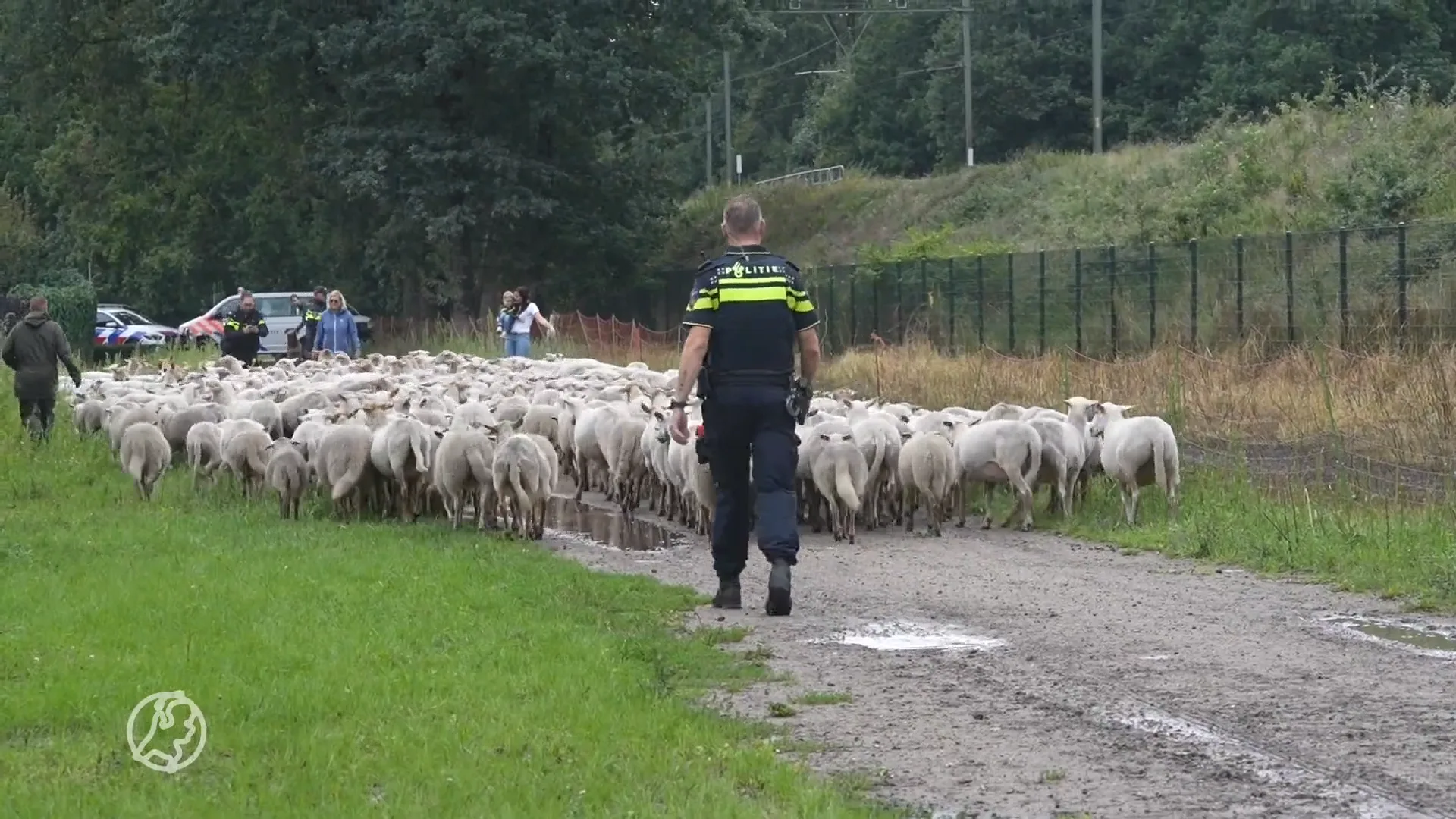 Politieagenten vangen kudde losgebroken schapen