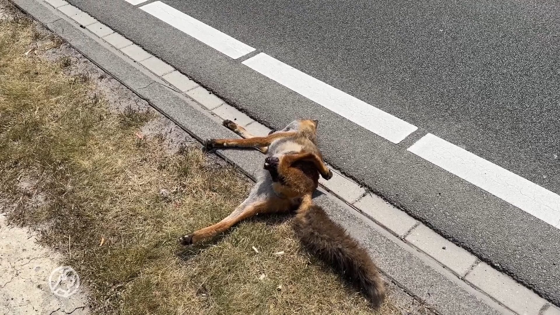 Vos overlijdt door aanrijding in Maastricht