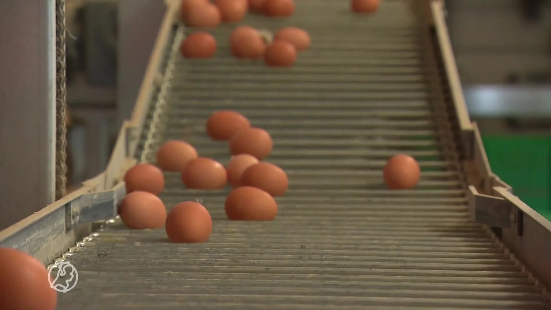 Hoofdverdachten fipronilaffaire moeten een jaar de cel in