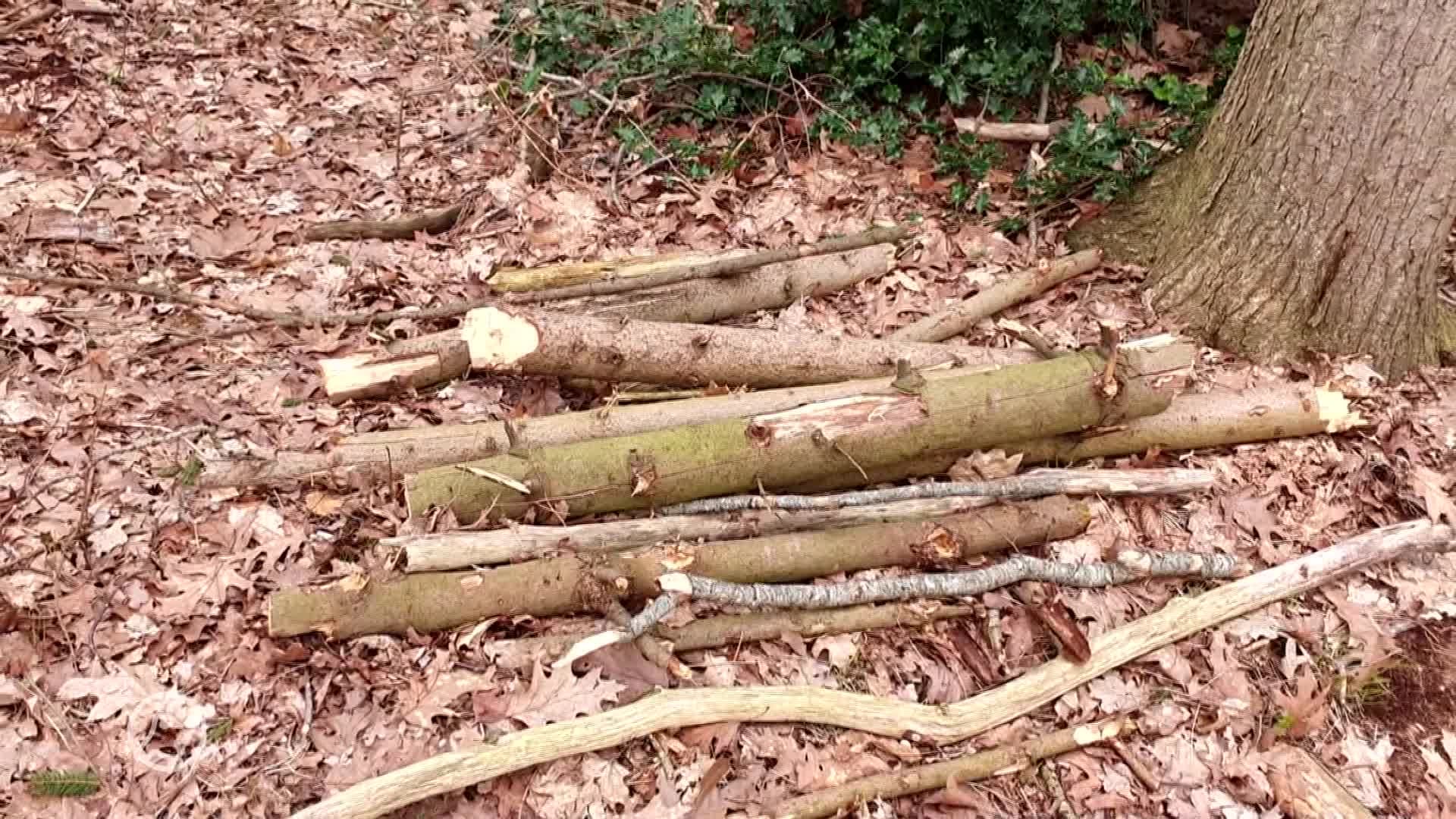 Wie is allemaal bomen aan het omhakken in Nuis?