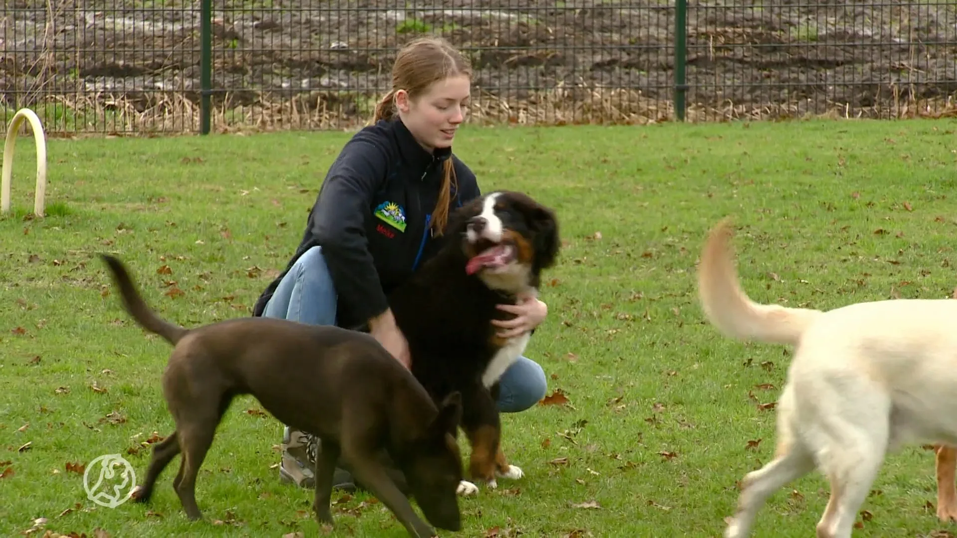 Ondanks vuurwerkverbod zitten de dierenpensions bomvol