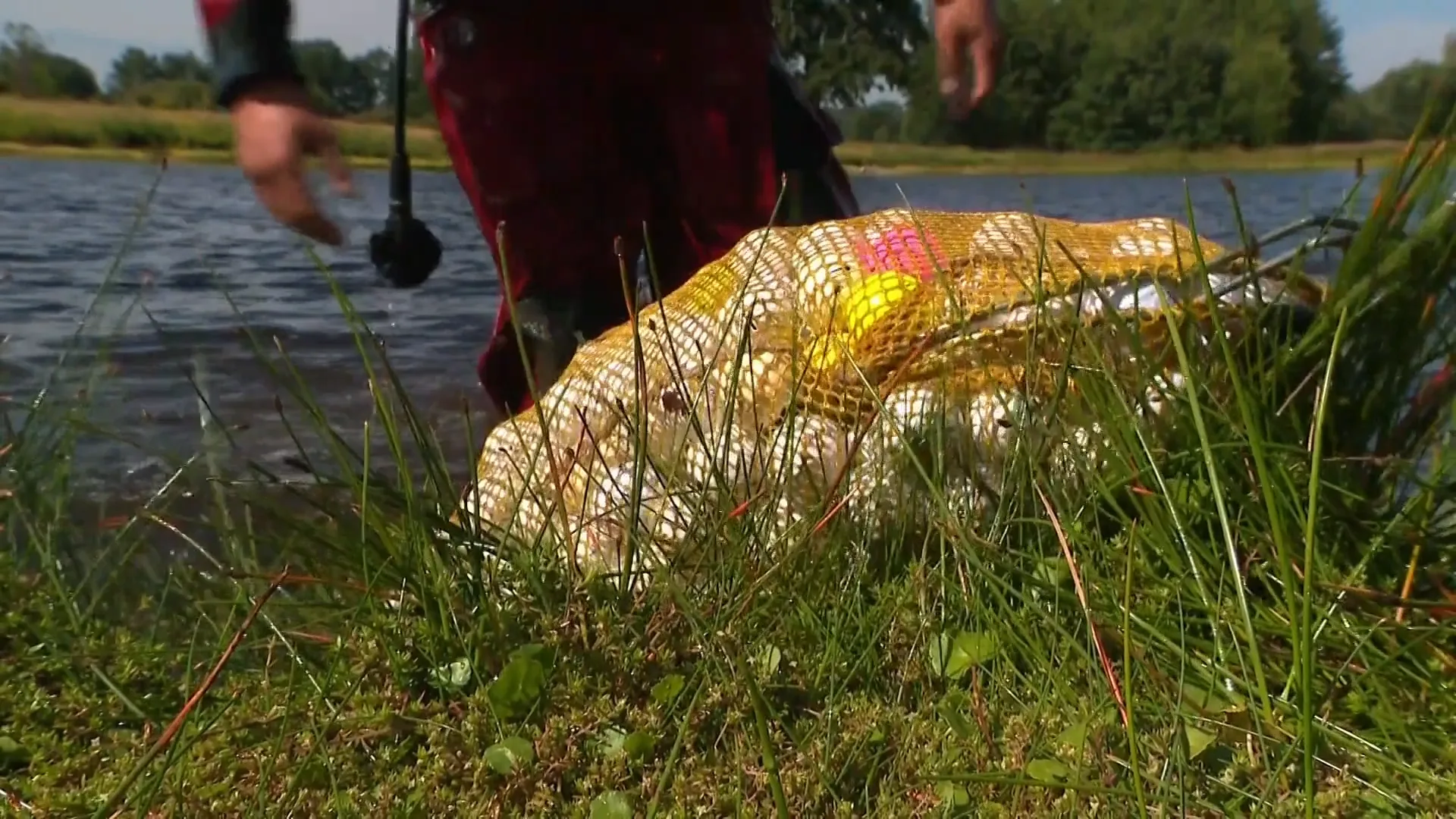 Nicky verdient geld met het opduiken van golfballetjes