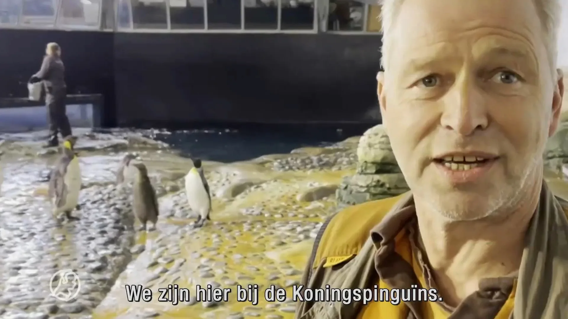 Rotterdamse pinguïns hebben een primeur: wel viér kuikens geboren