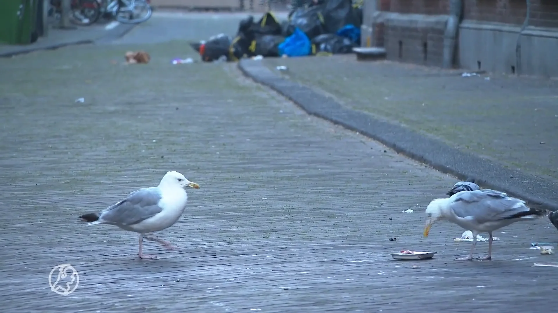 Hagenezen zijn meeuwenplaag meer dan zat: 'Ze vallen zelfs kinderen aan'