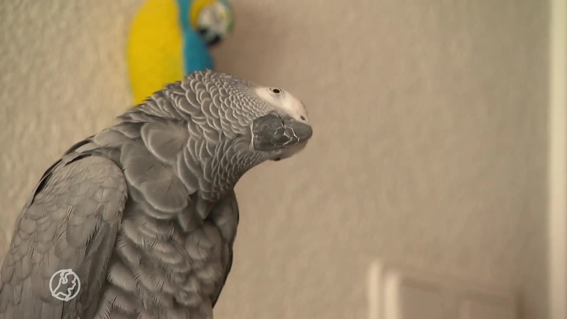 Grote brand verwoest vis- en vogelspeciaalzaak, meerdere dieren dood: 'Dit is heel triest'