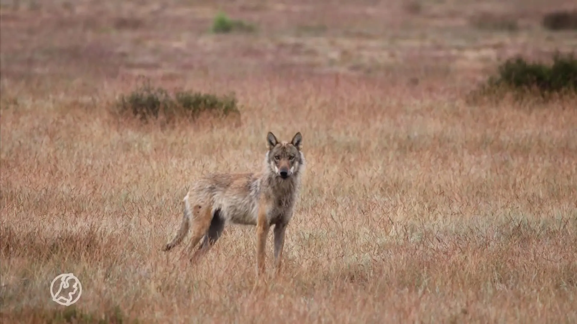 Binnengedrongen wolf doodt meerdere moeflons op de Hoge Veluwe
