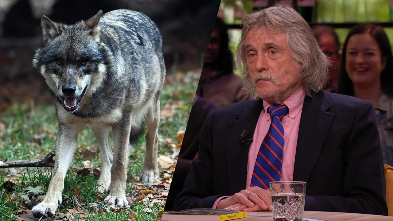 Johan over wolf in bebouwde kom Amersfoort: 'Hij zal wel door Poetin gestuurd zijn'
