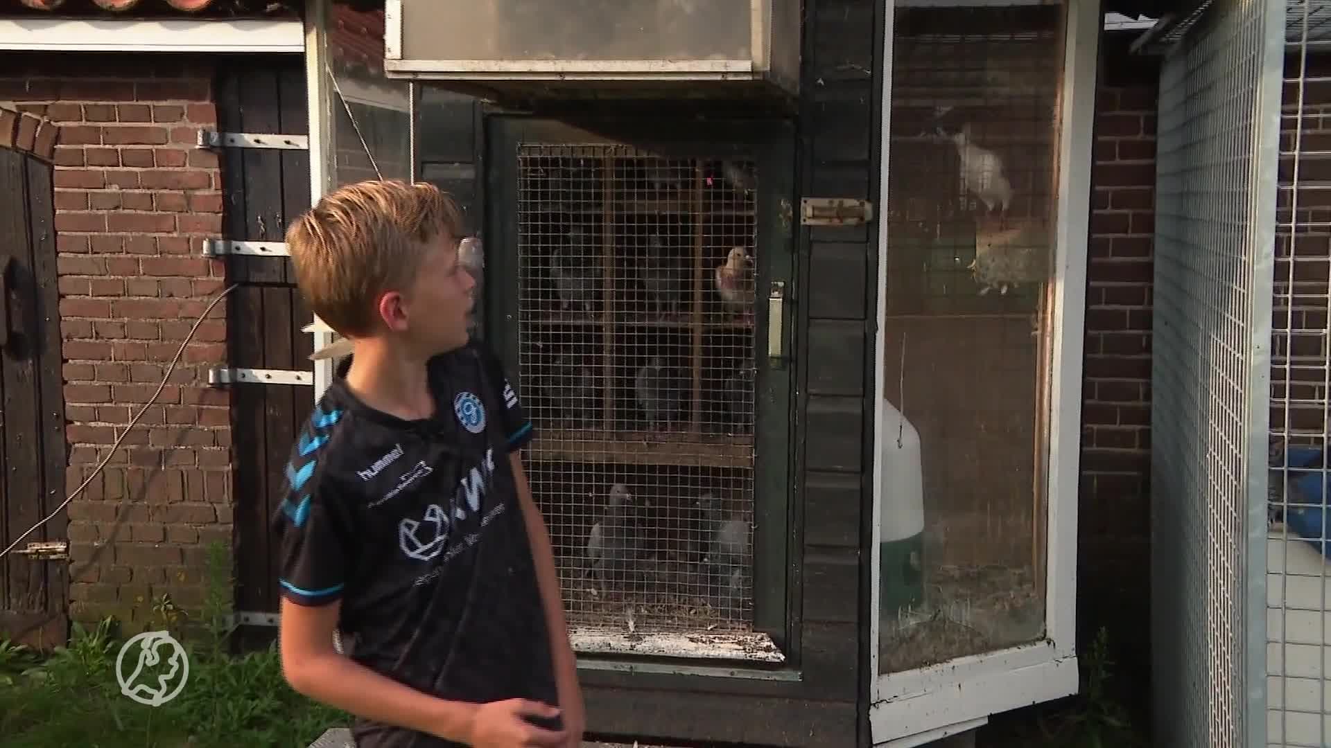 Dani (11) is de Max Verstappen van de duivensport