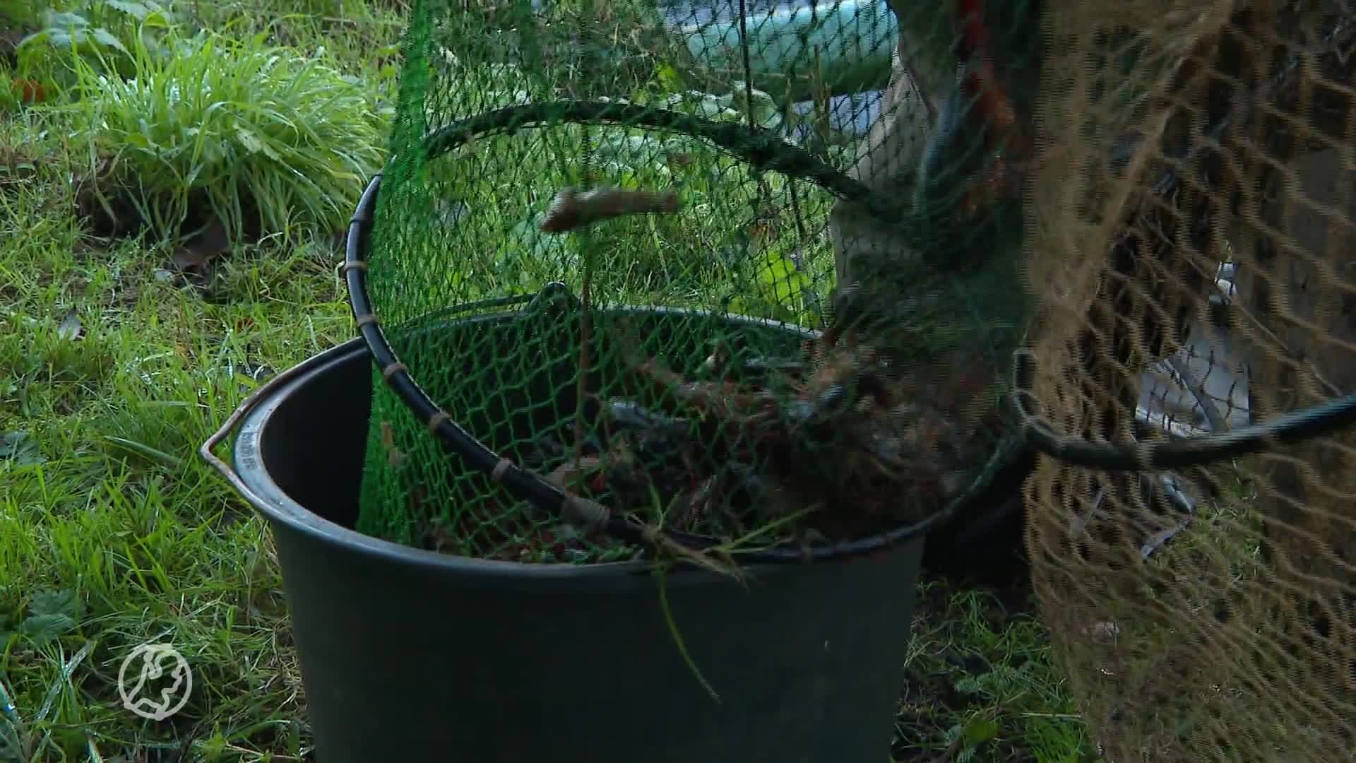 Miljoenen rivierkreeften vormen 'ernstige plaag', organisaties willen grootschalige bestrijding