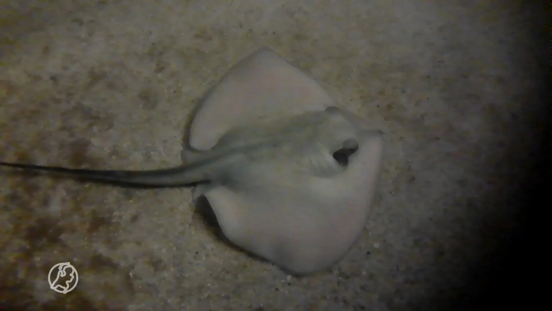 Al 7 jaar zonder mannetje, toch is er een pijlstaartrog geboren in het Dolfinarium