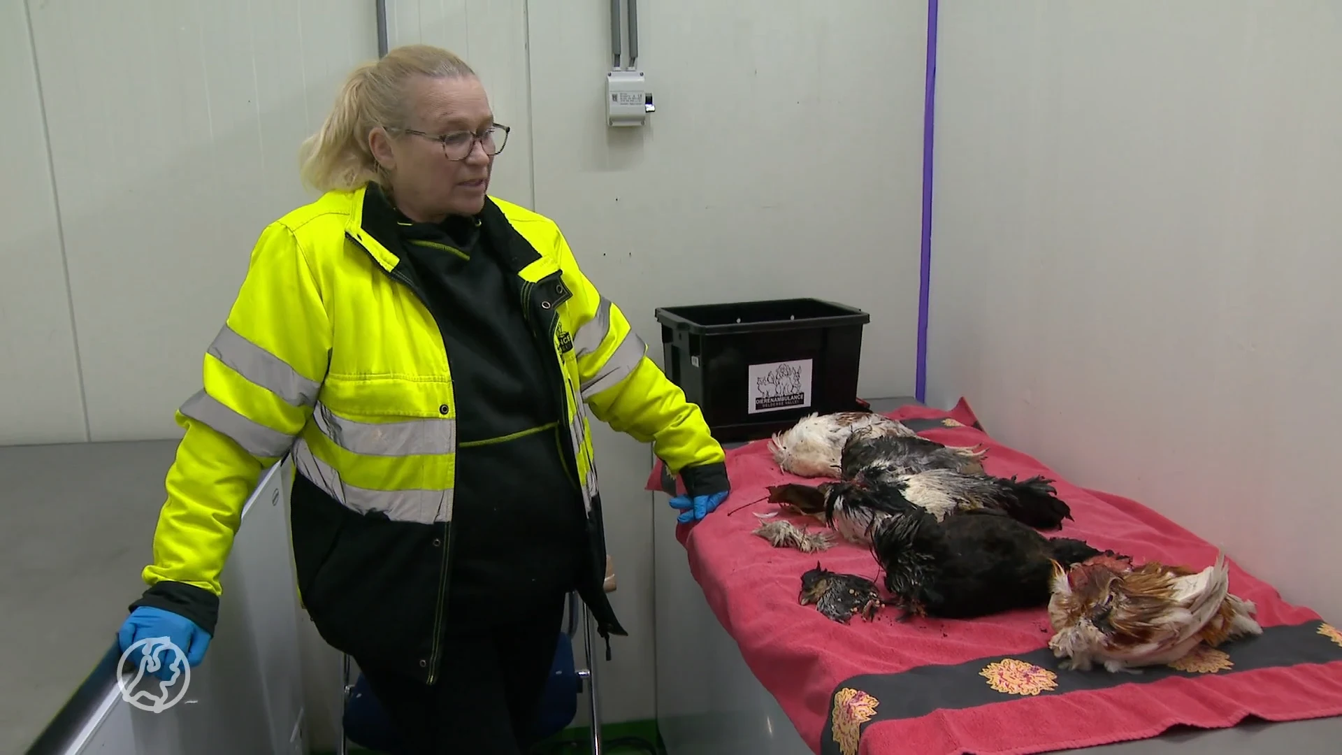 Mysterieuze kippenslachting in Ede: 'Zoiets heb ik nog nooit meegemaakt'