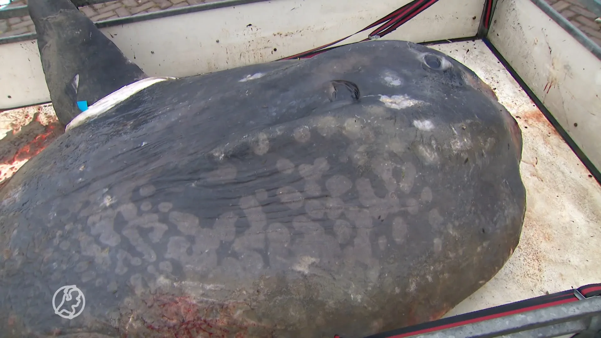 Verdwaalde op Ameland aangespoelde maanvis overgebracht naar Naturalis