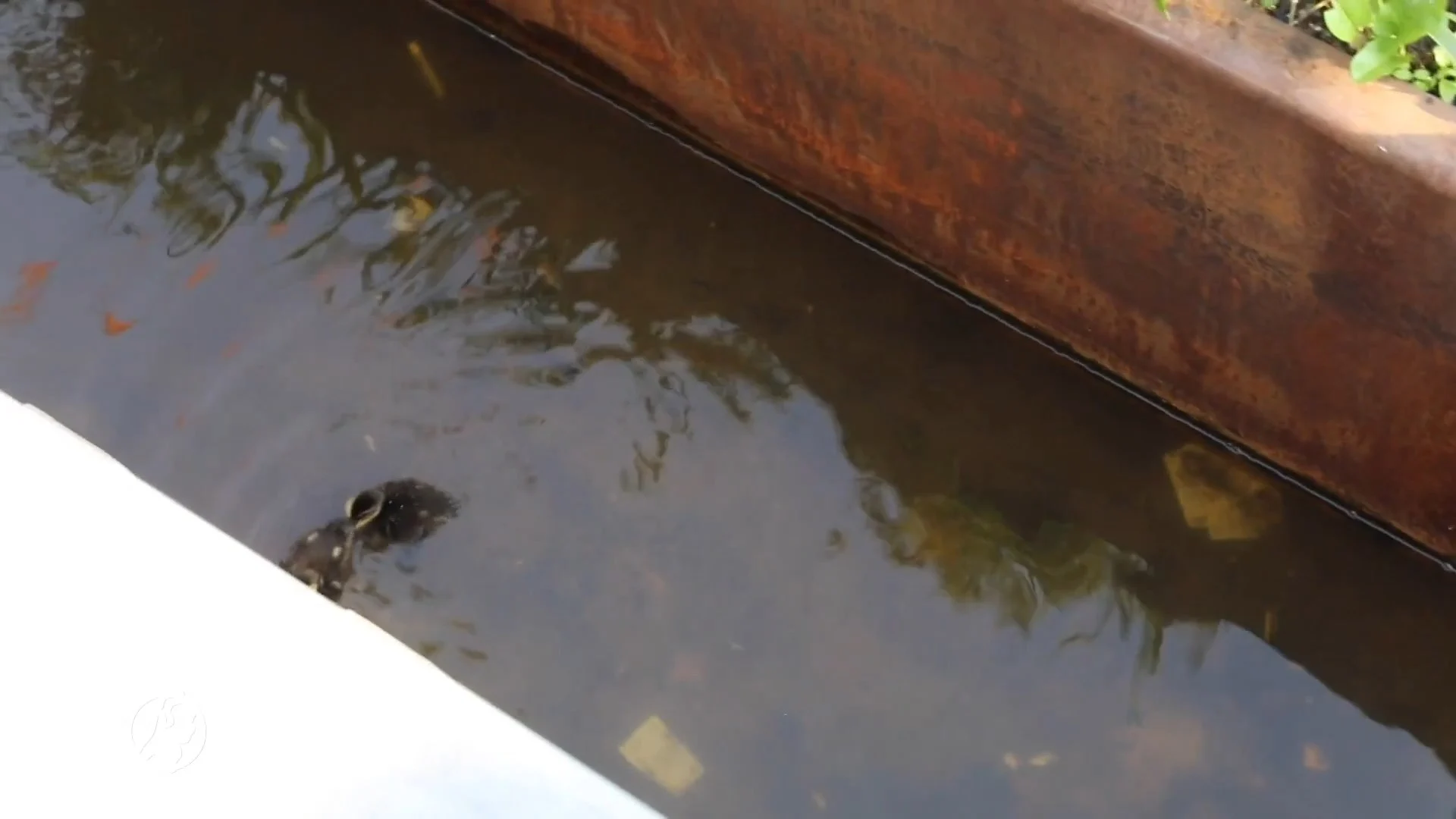 Brandweer redt babyeendjes uit riool in Apeldoorn