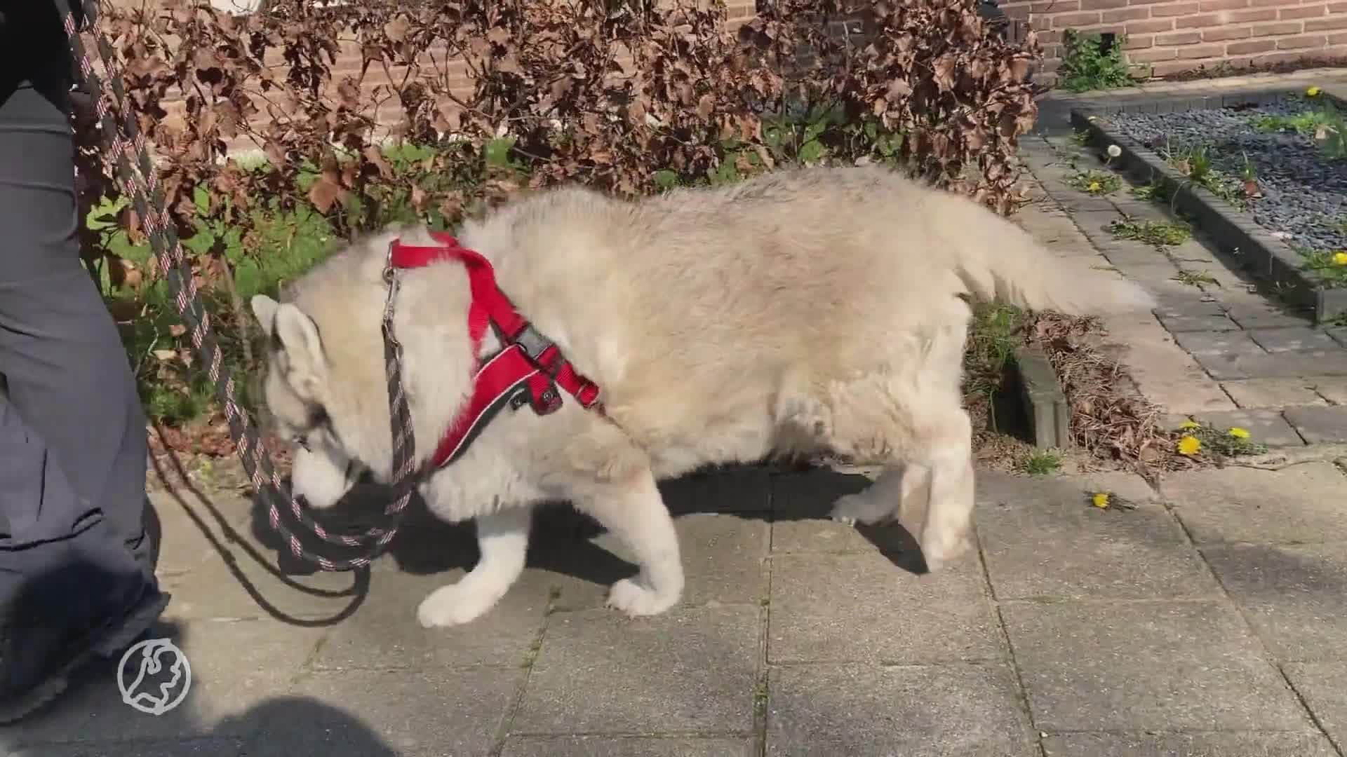 Moddervette husky's met 20 kilo overgewicht in bewaring genomen