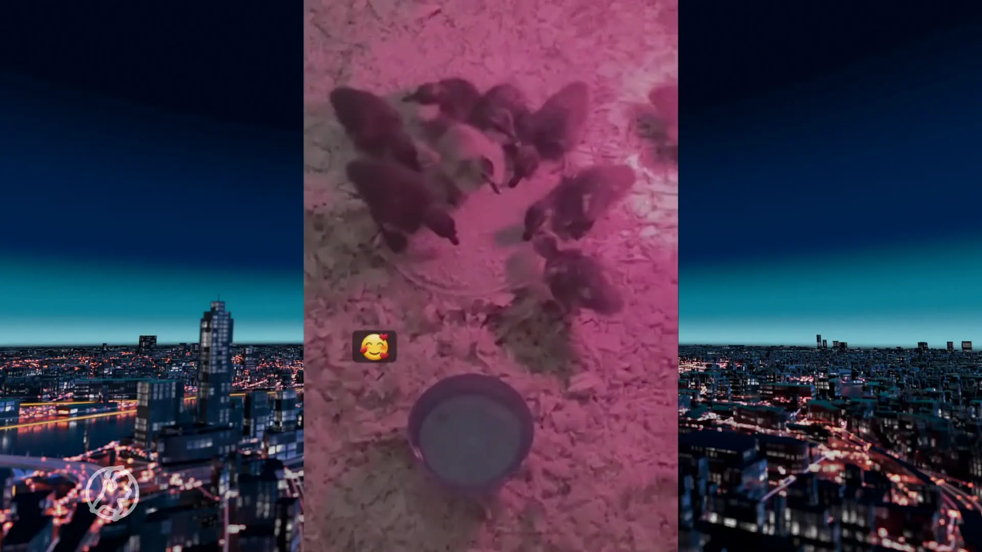 Goed nieuws: eieren van doodgeslagen eend in Balk zijn uitgekomen