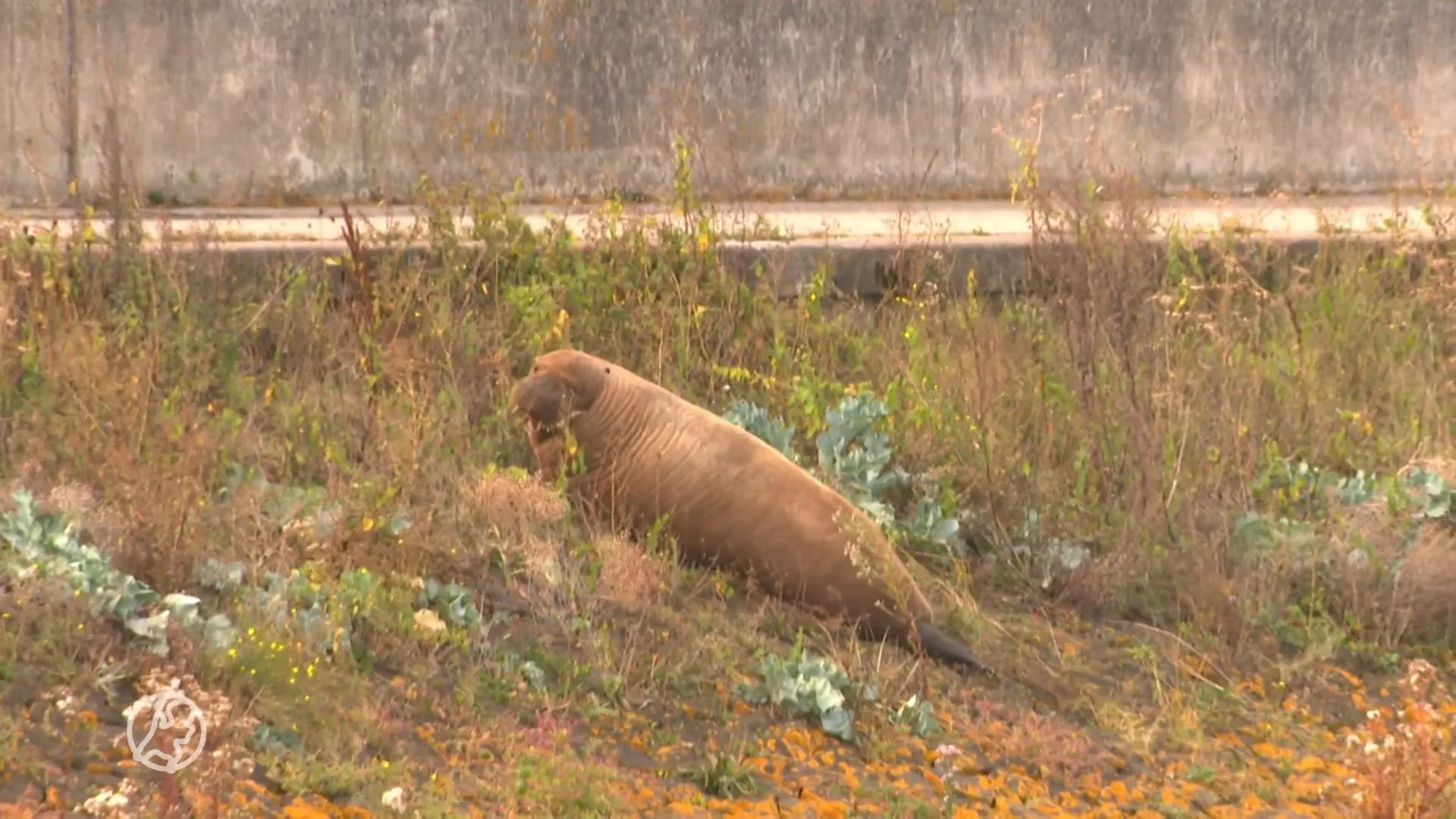 Gewonde walrus in haven van Harlingen trekt veel bekijks