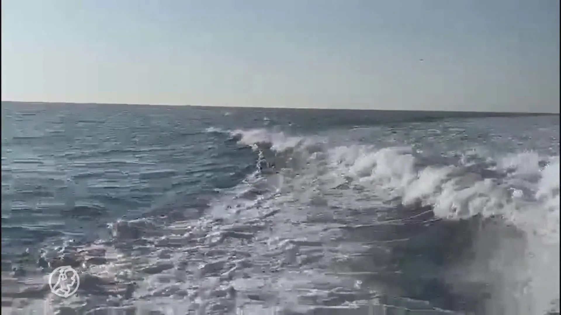 ZIEN: Tientallen dolfijnen zwemmen mee met boot bij Terschelling