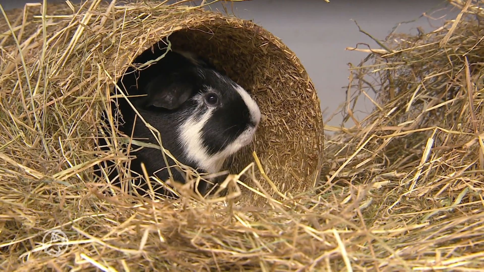Dierenpensions voor zomervakantie al volgeboekt, zelfs geen plek meer voor konijnen en cavia's