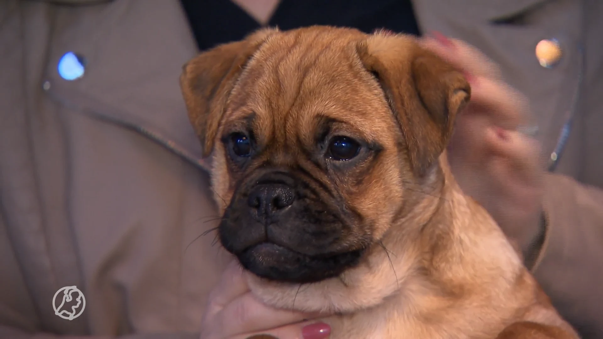 Minister wil verbod op doorgefokte huisdieren: 'We maken onschuldige dieren het leven zuur'