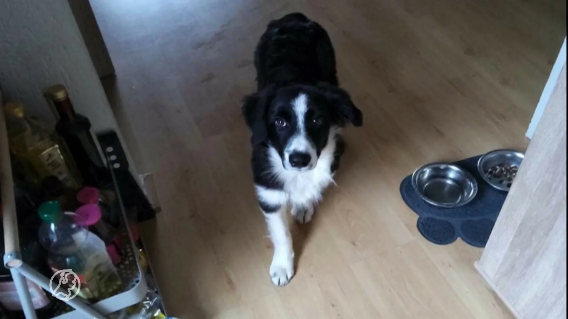 Tycho, de hond van Henny, werd voor haar ogen gestolen tijdens een wandeling