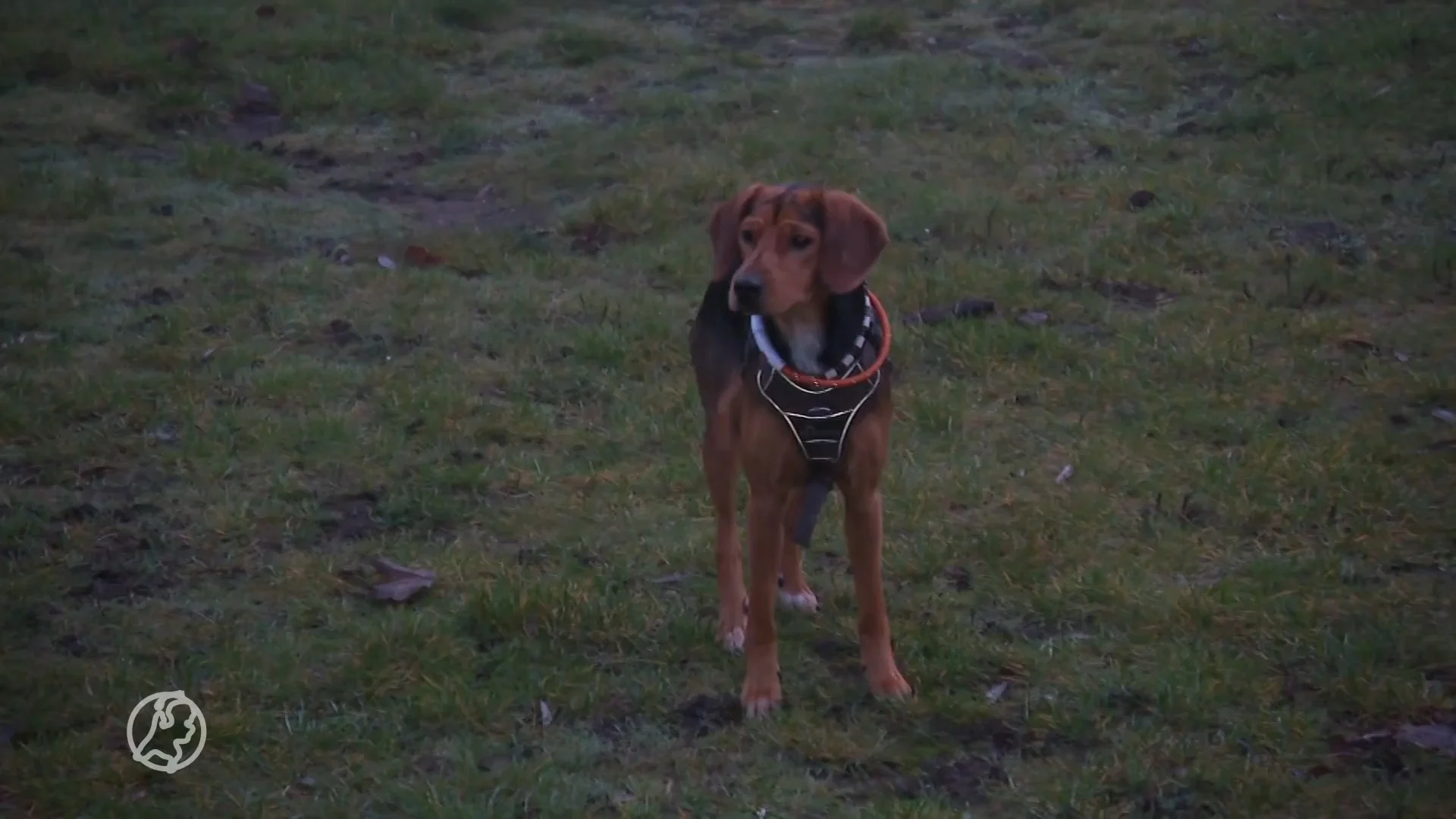 Ook last van een dikke kater? Professor diergeneeskunde luidt de noodklok: onze huisdieren zijn te dik