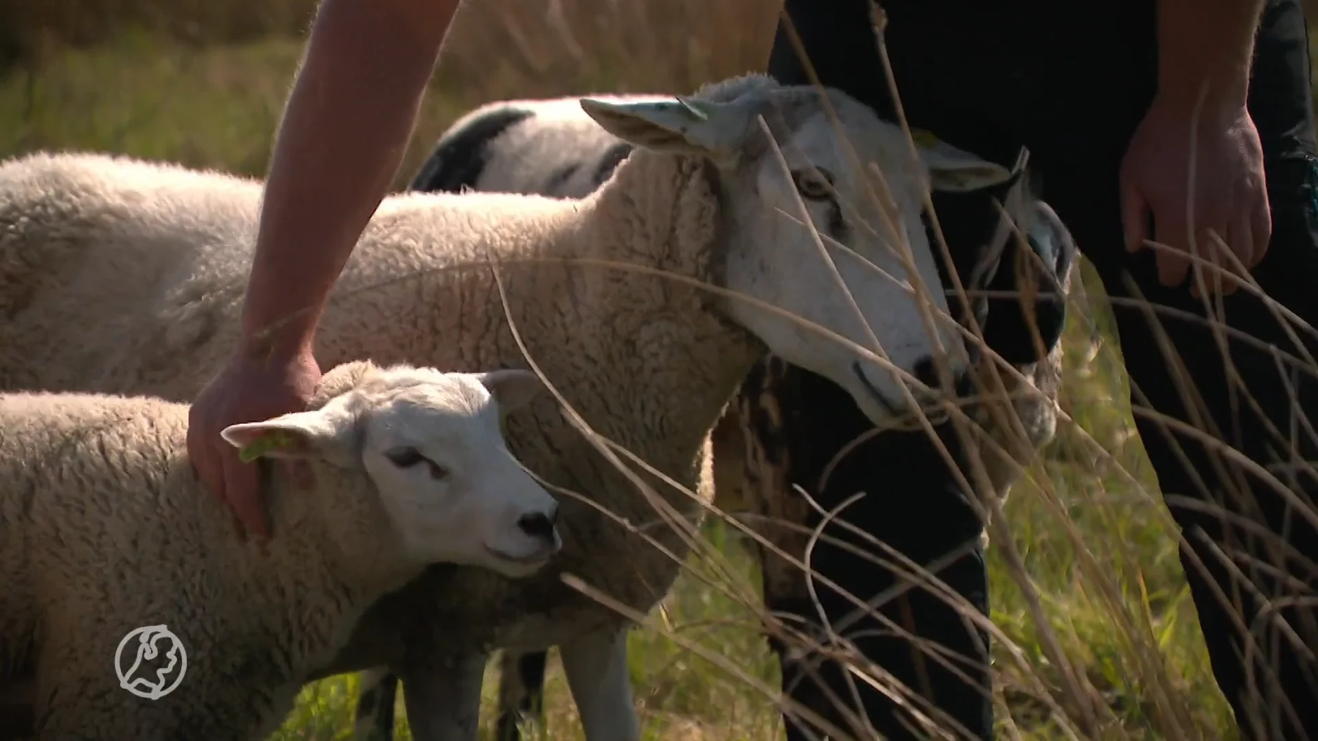 Nieuwe subsidieregeling in Gelderland om wolf aan te pakken