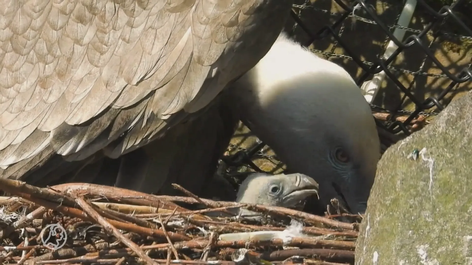 Gierenkuiken succesvol geadopteerd in DierenPark Amersfoort