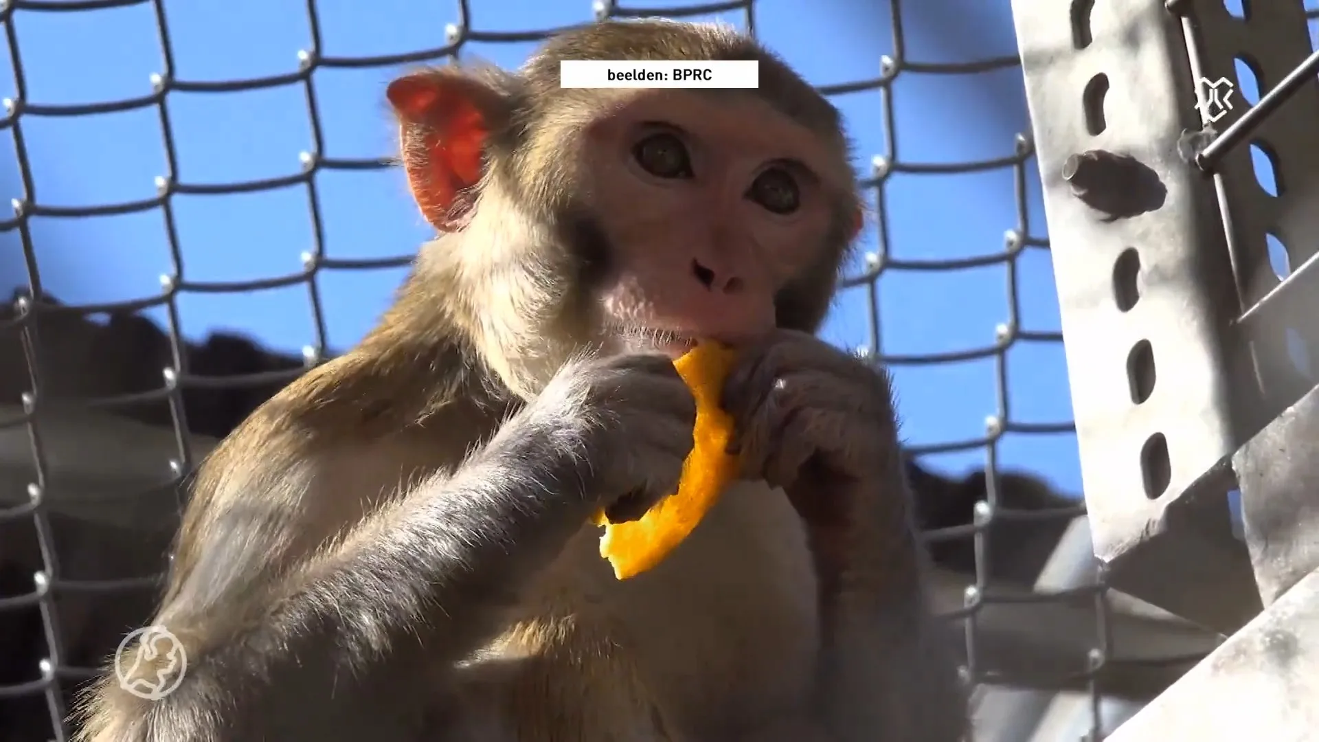 Veel mensen willen van proefdieren af, maar toch worden er ja...