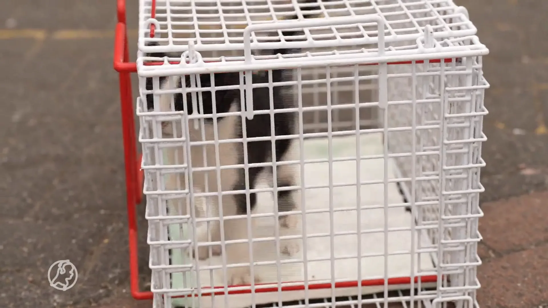 Brandweer plukt avontuurlijke kitten uit top van metershoge boom in Asten