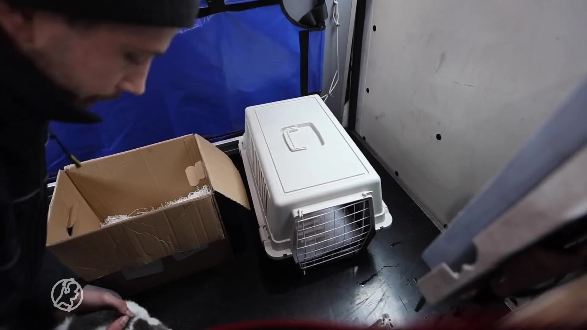 Ernstig verzwakte kitten gedumpt in kartonnen doos in Den Haag