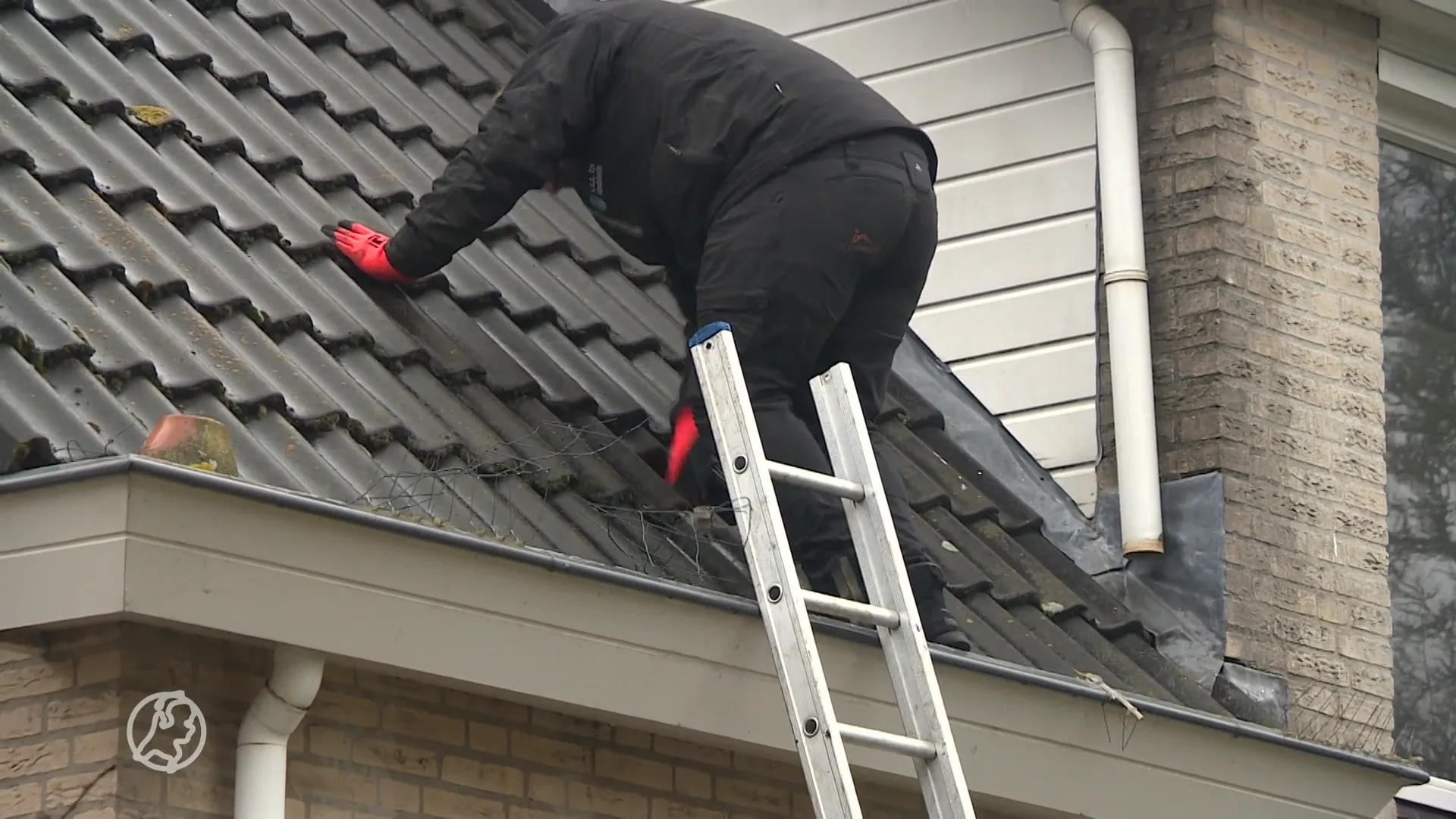 Drukke dagen voor dakdekkers: 'Rennen en vliegen door weer en wind!'