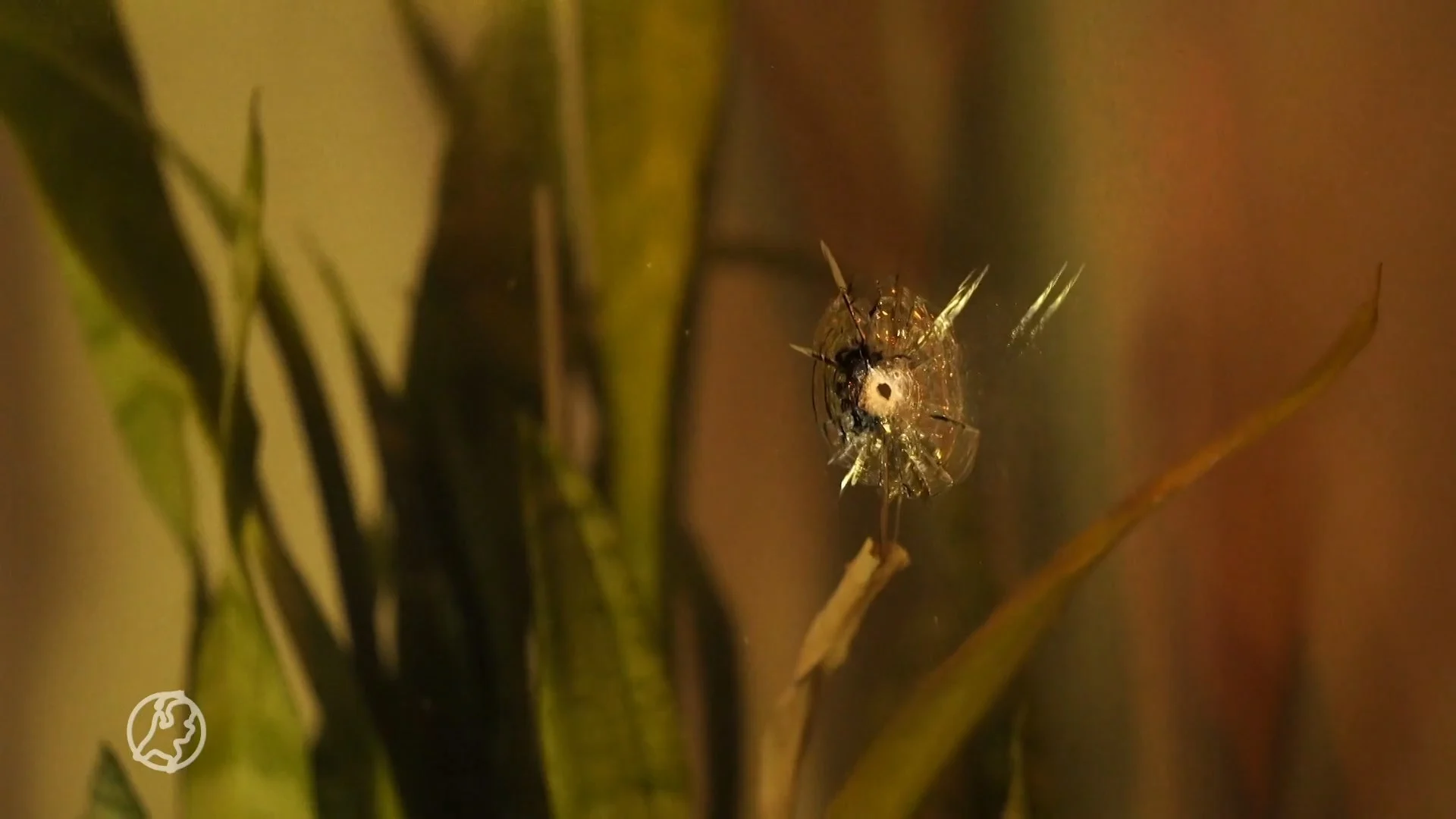 Woning in Eindhoven beschoten, bewoners niet gewond geraakt