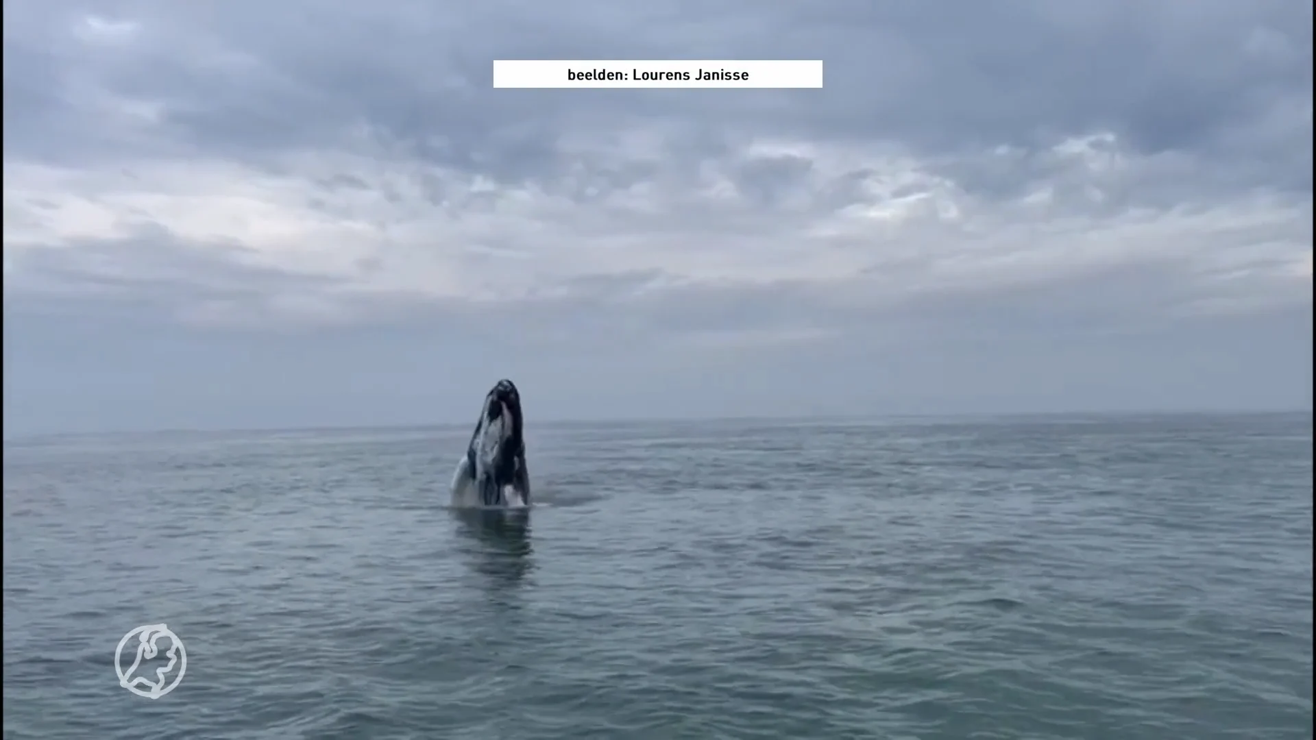 ZIEN: bultrug voert showtje op voor Zeeuwse vissers