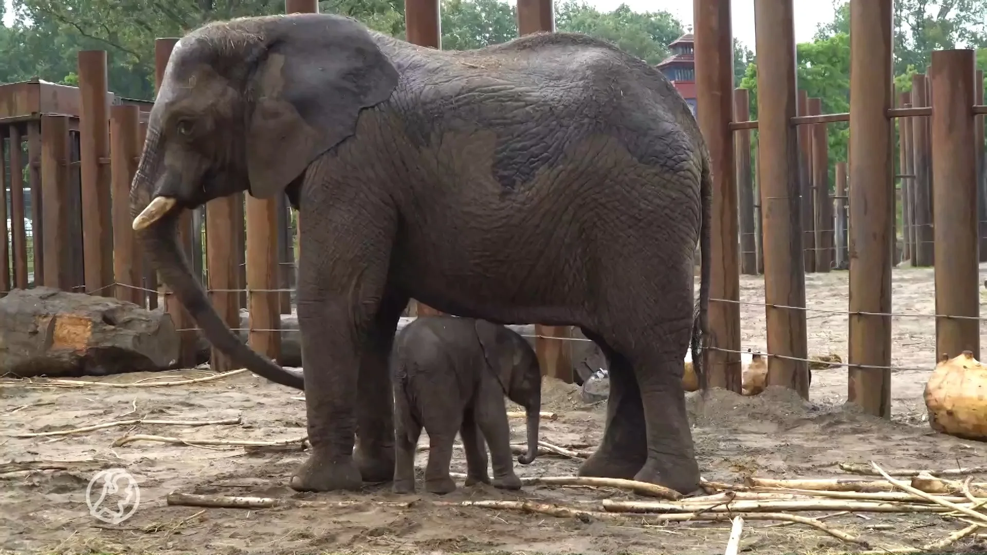 Olifantje geboren in Ouwehands Dierenpark in Rhenen