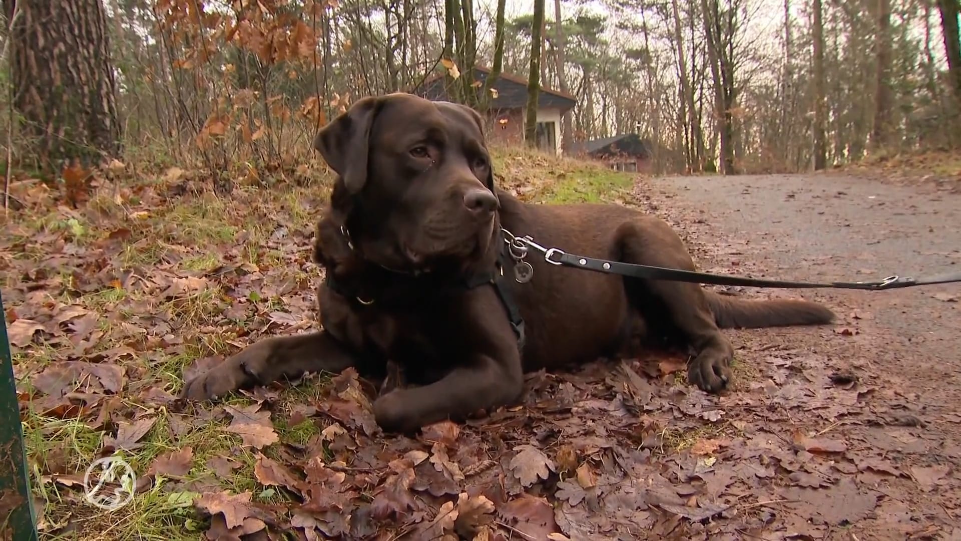 Zo blijven jouw huisdieren rustig tijdens de jaarwisseling