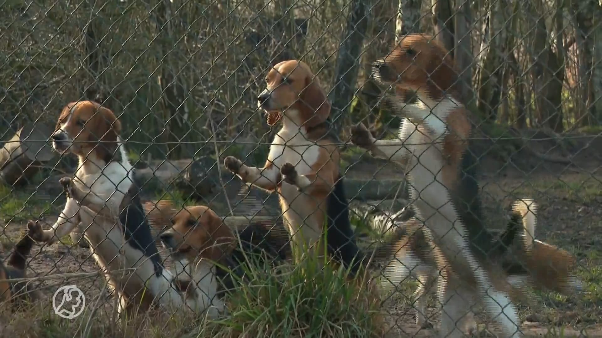 Ineens komen er tientallen beagles uit laboratoria, maar wie vangt ze op?
