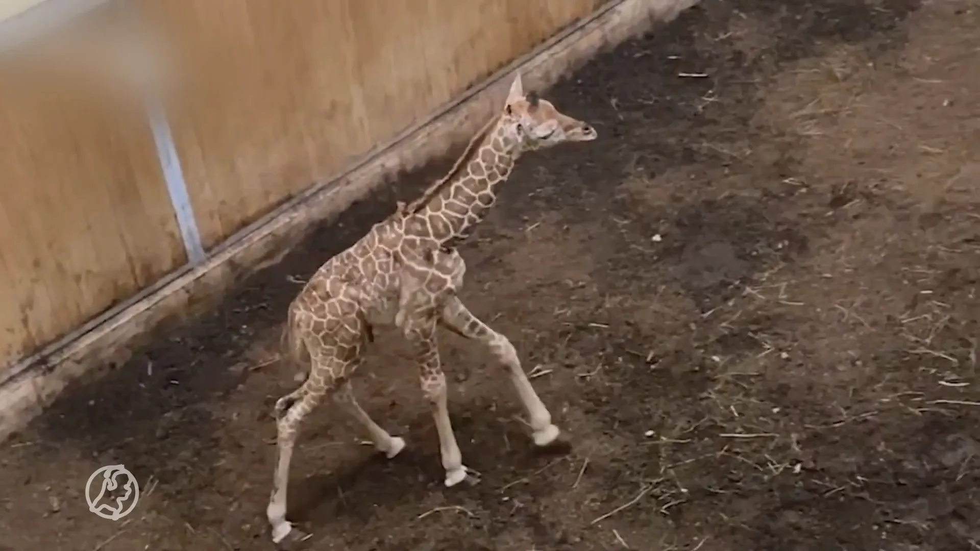 In natuur bedreigde netgiraffe geboren in Brabantse dierentuin