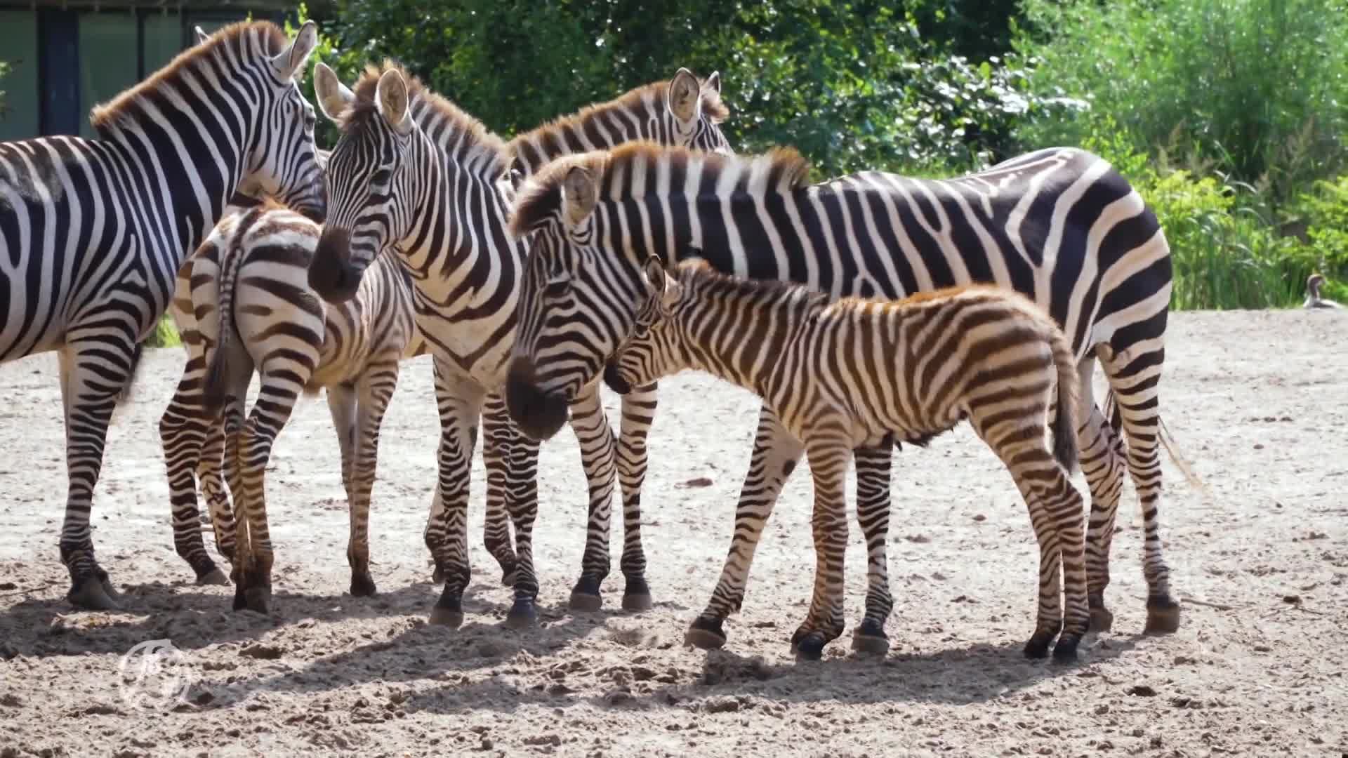 Zebraatje geboren in Burgers' Zoo onder oog van publiek
