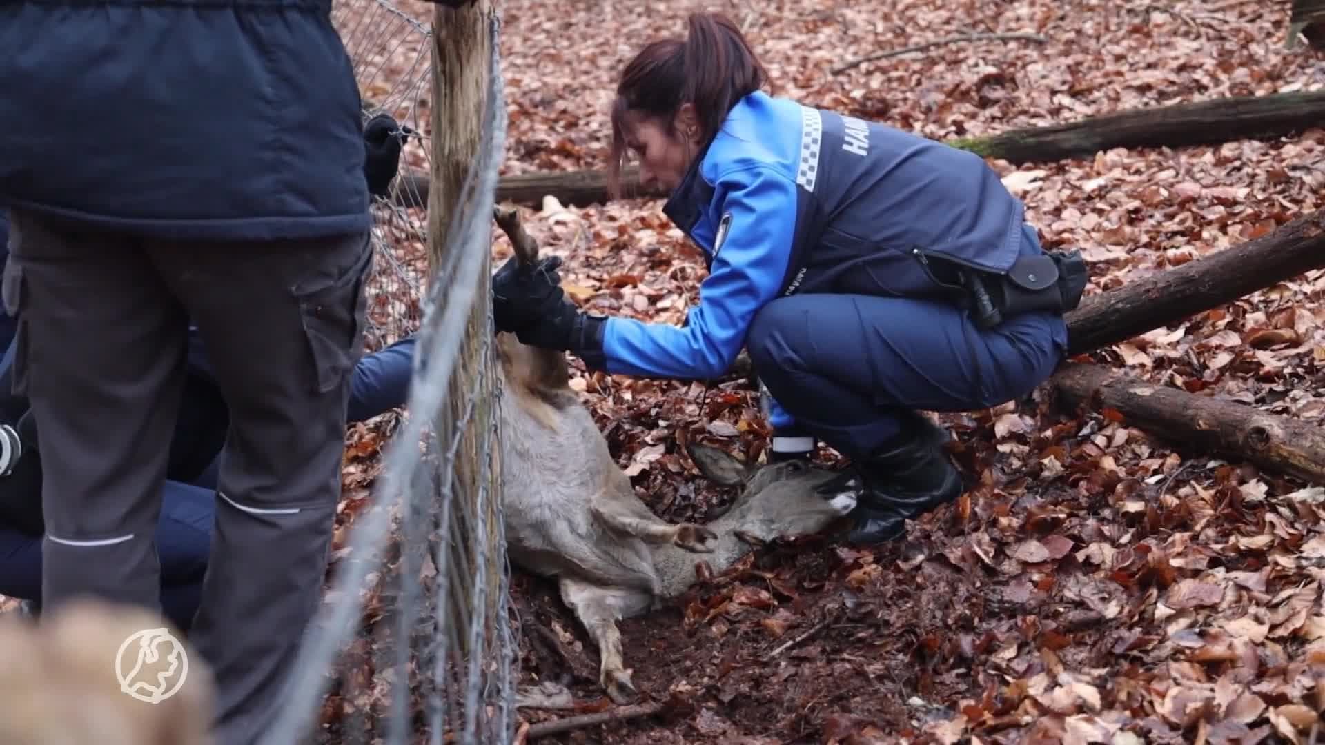 ZIEN: Brandweer bevrijdt ree uit raster