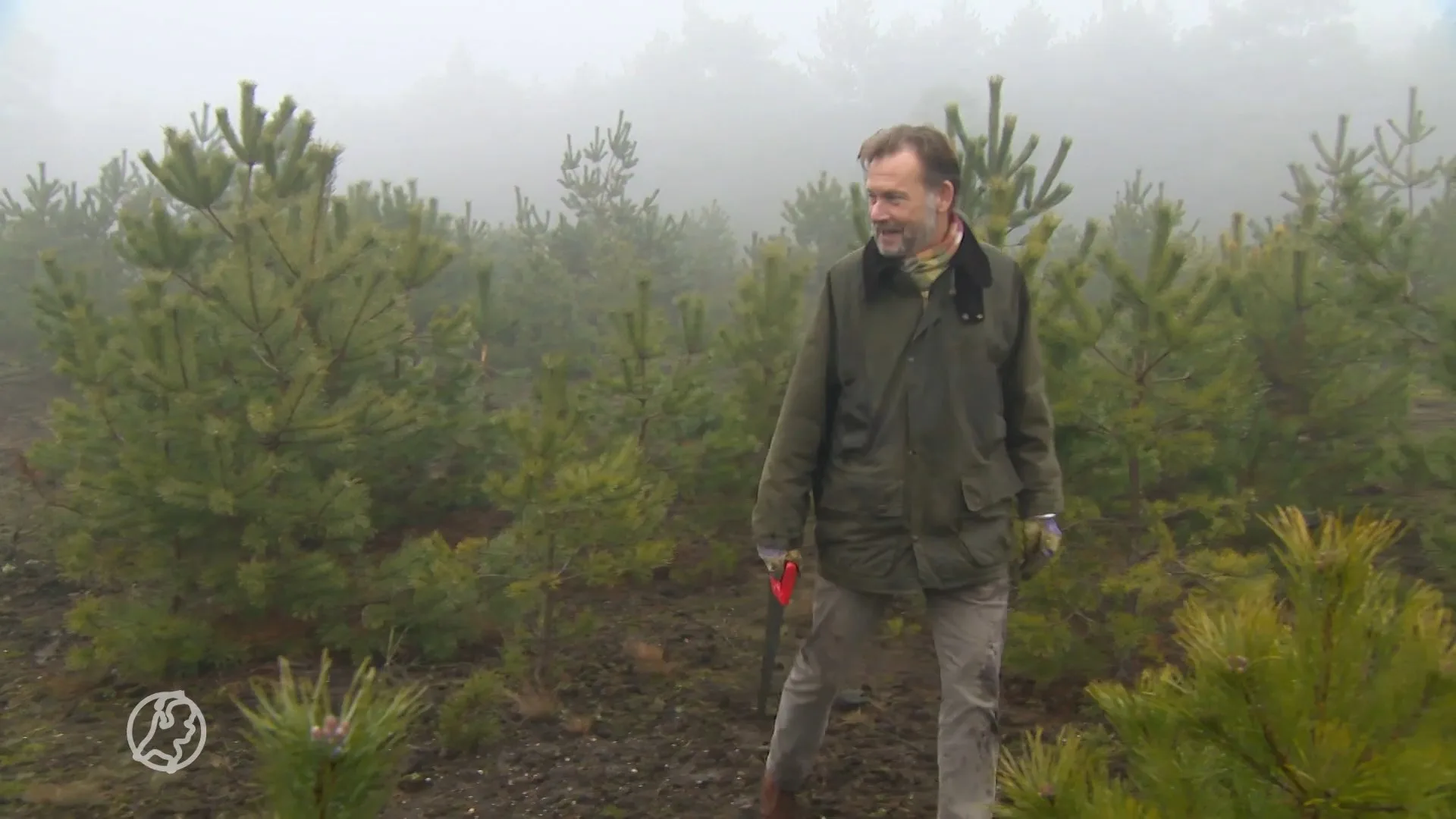 Gratis kerstboom? Op de Veluwe mag je er zelf eentje uitzoeken én omzagen