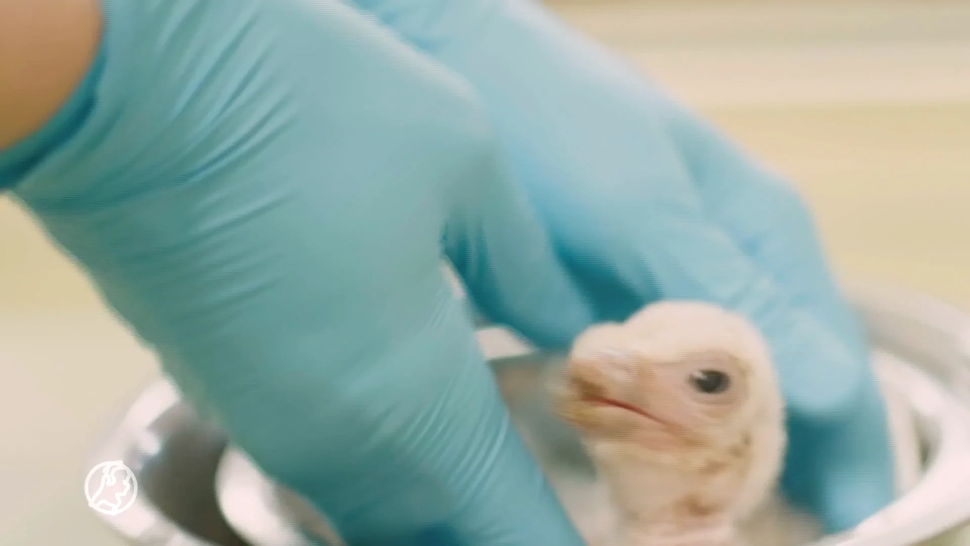 Recordaantal bedreigde babygieren door wisseltruc met eieren: 'Een primeur!'