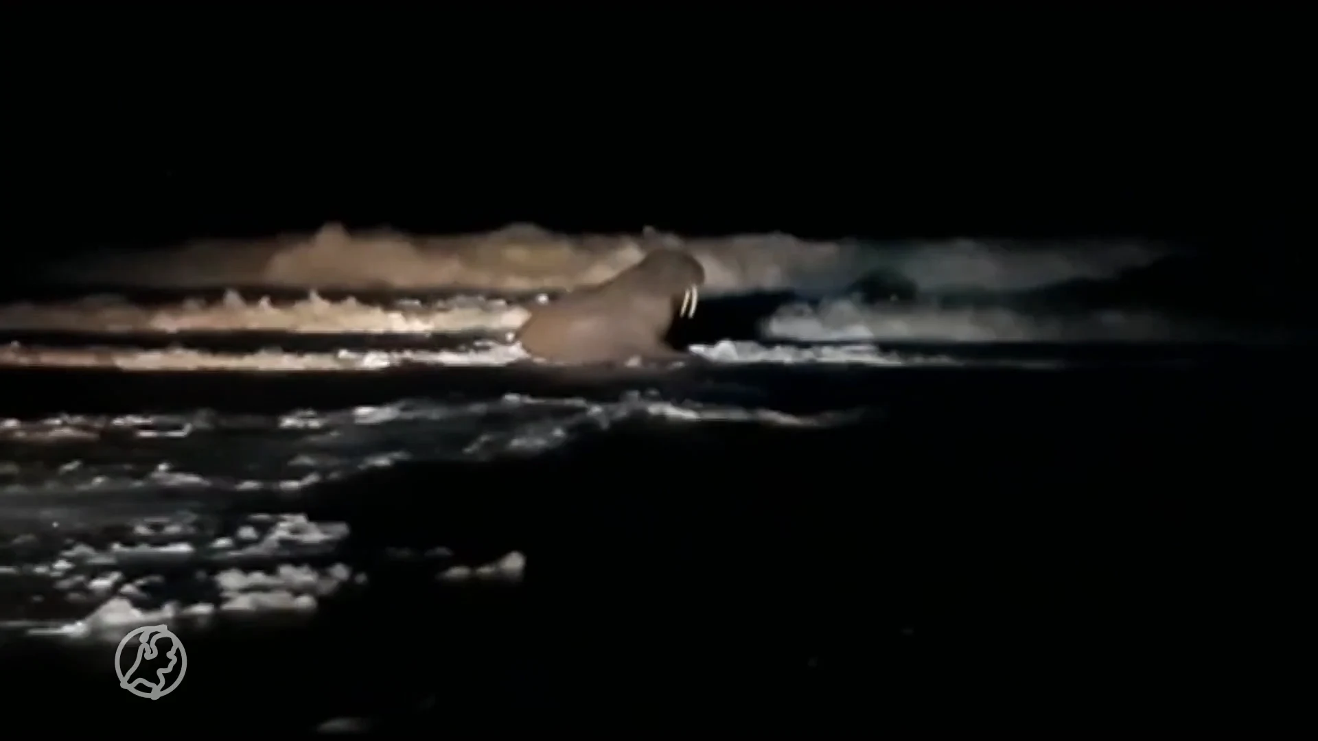 Bijzondere gast op strand, walrus Thor brengt bliksembezoek aan Petten