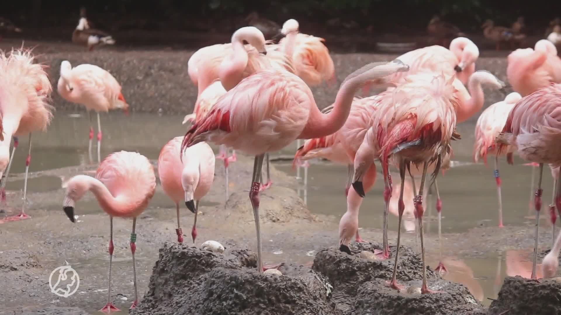 Flamingo's in DierenPark Amersfoort leggen uitzonderlijk veel eieren