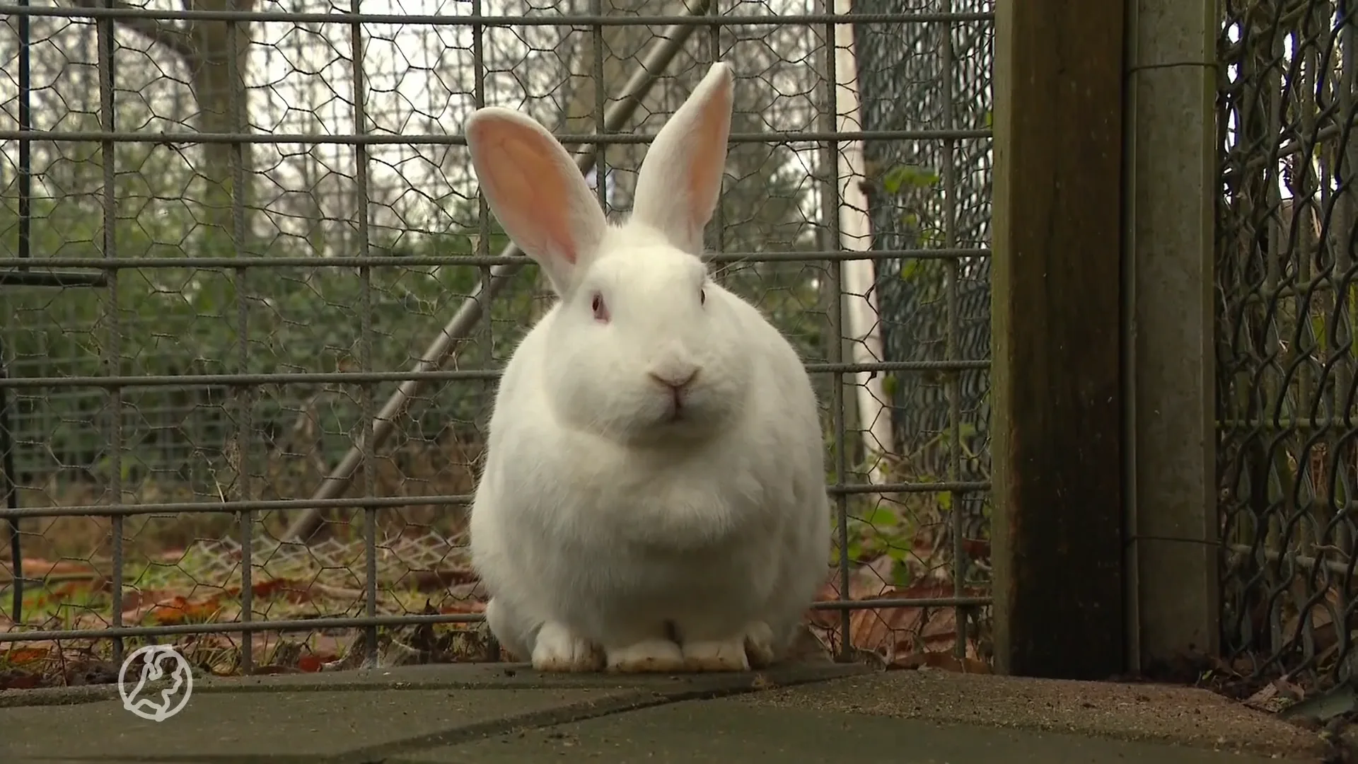Hondsbrutale inbrekers slaan opnieuw toe om gestolen konijn om te wisselen