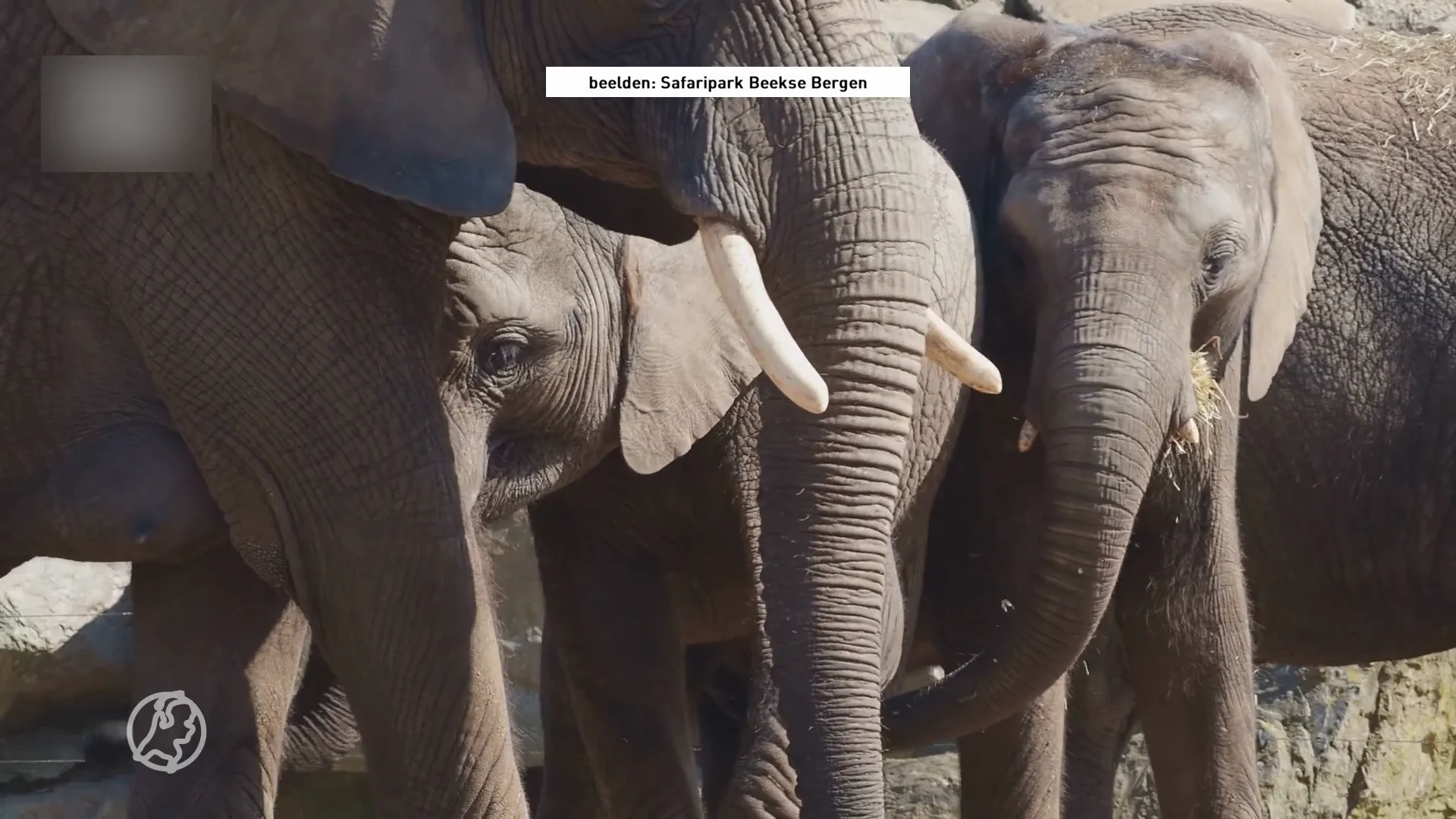 Drie olifanten drachtig