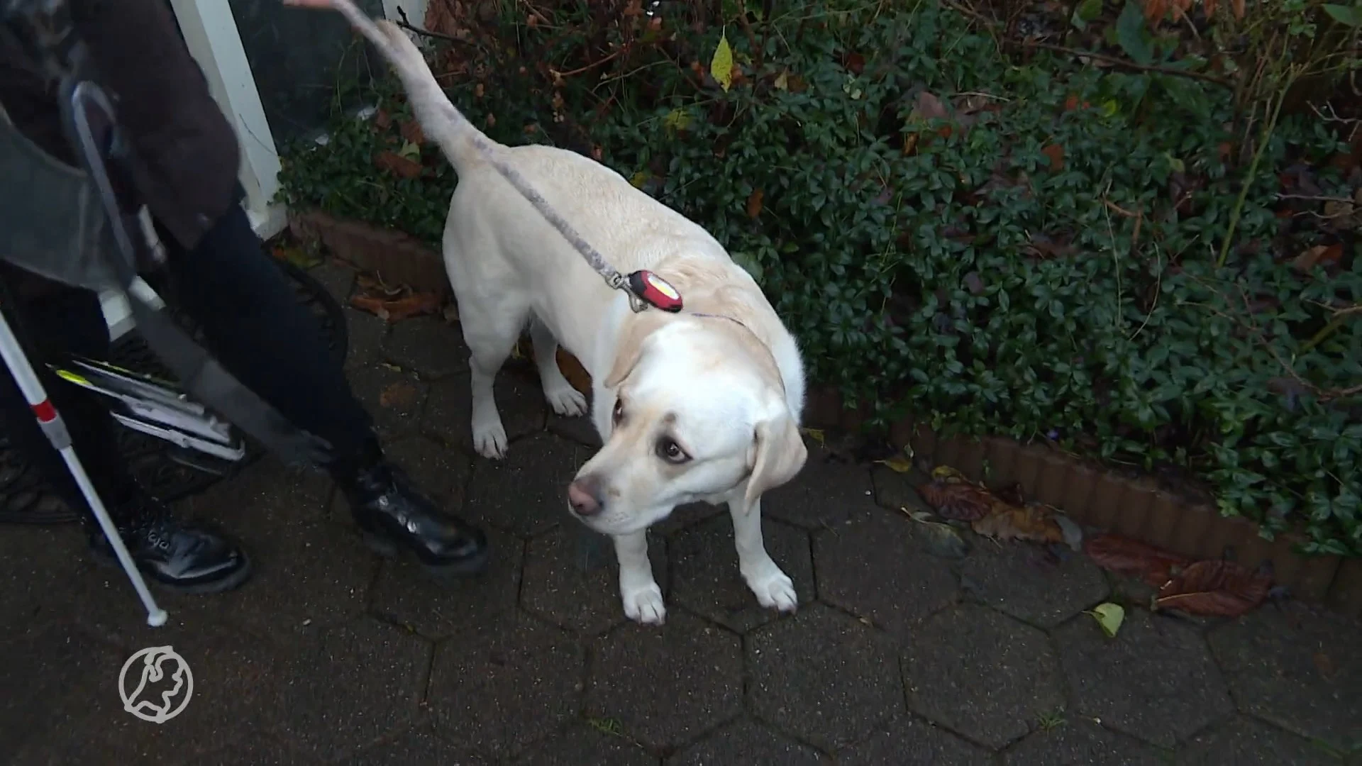 Hulphonden raken van slag door vuurwerkoverlast