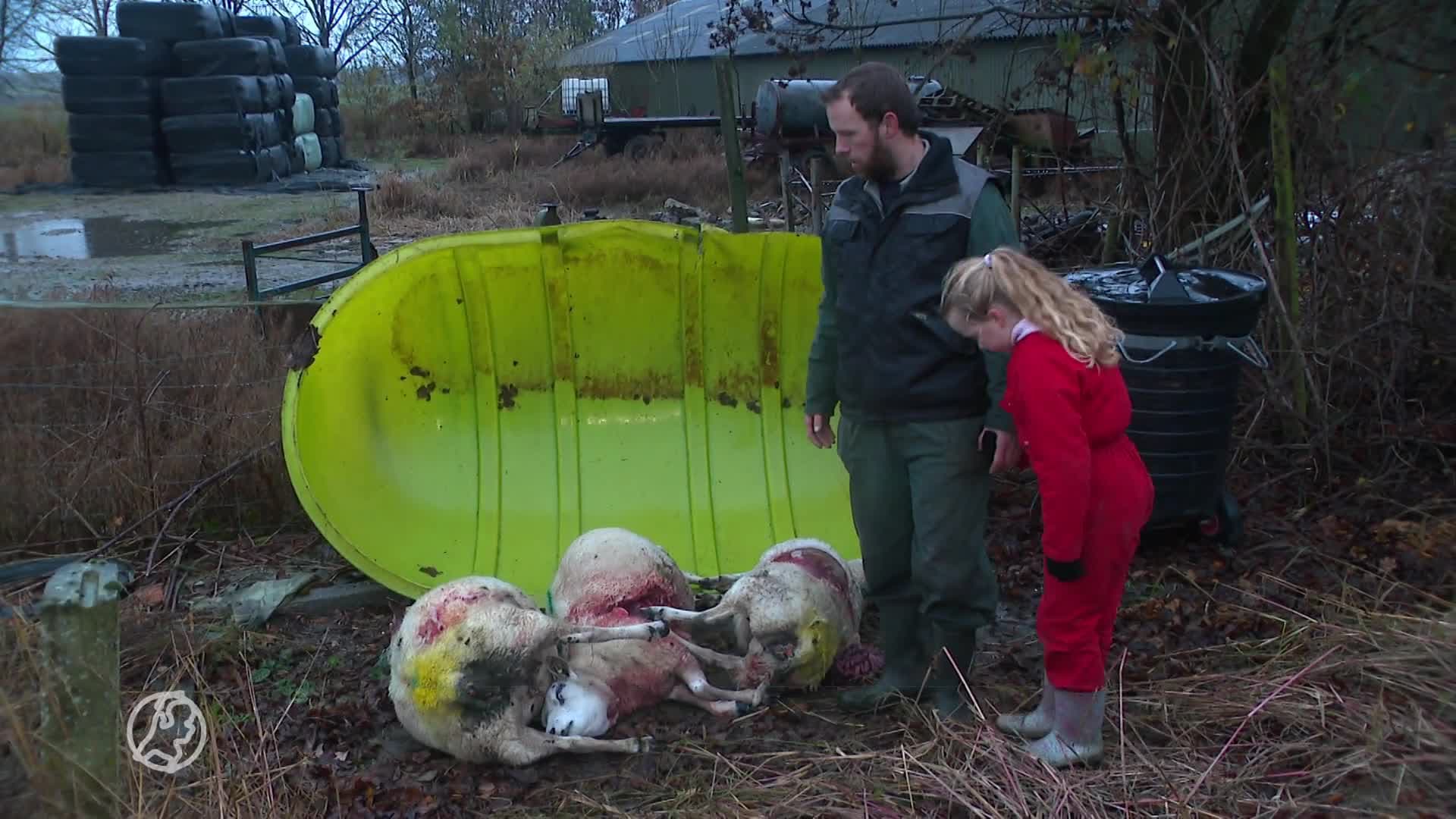 Wolf nachtenlang de schrik van schapenhouders in Nieuw-Vossemeer