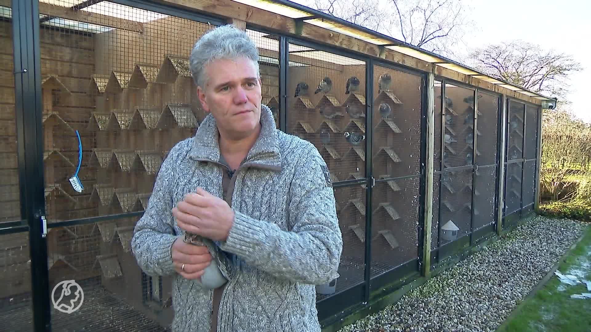 Criminelen stelen bijna alle duiven uit Den Ham: heldhaftige Harold zet achtervolging in