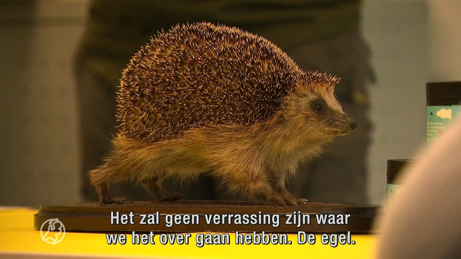 De egel heeft het zwaar, dit kun jij doen om ze een handje te helpen